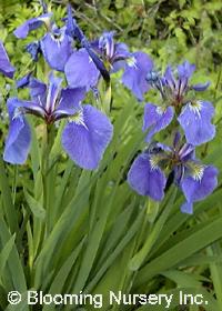 Iris tenax                                        